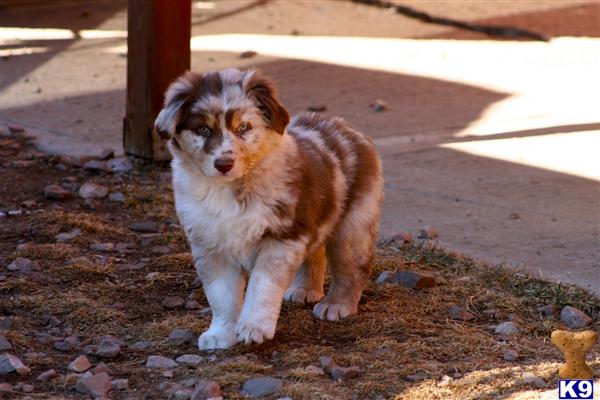 Australian Shepherd Puppies